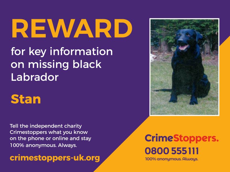 missing-dog-2.jpg