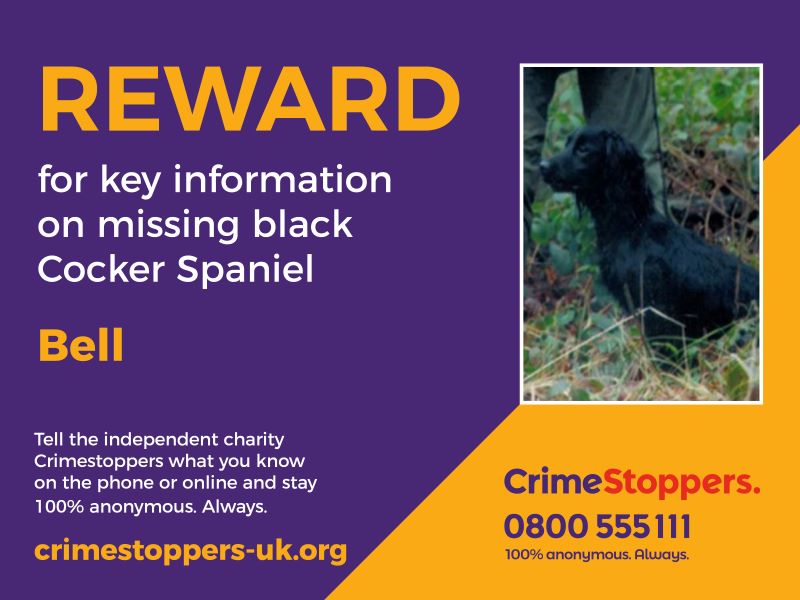 missing-dog-3.jpg