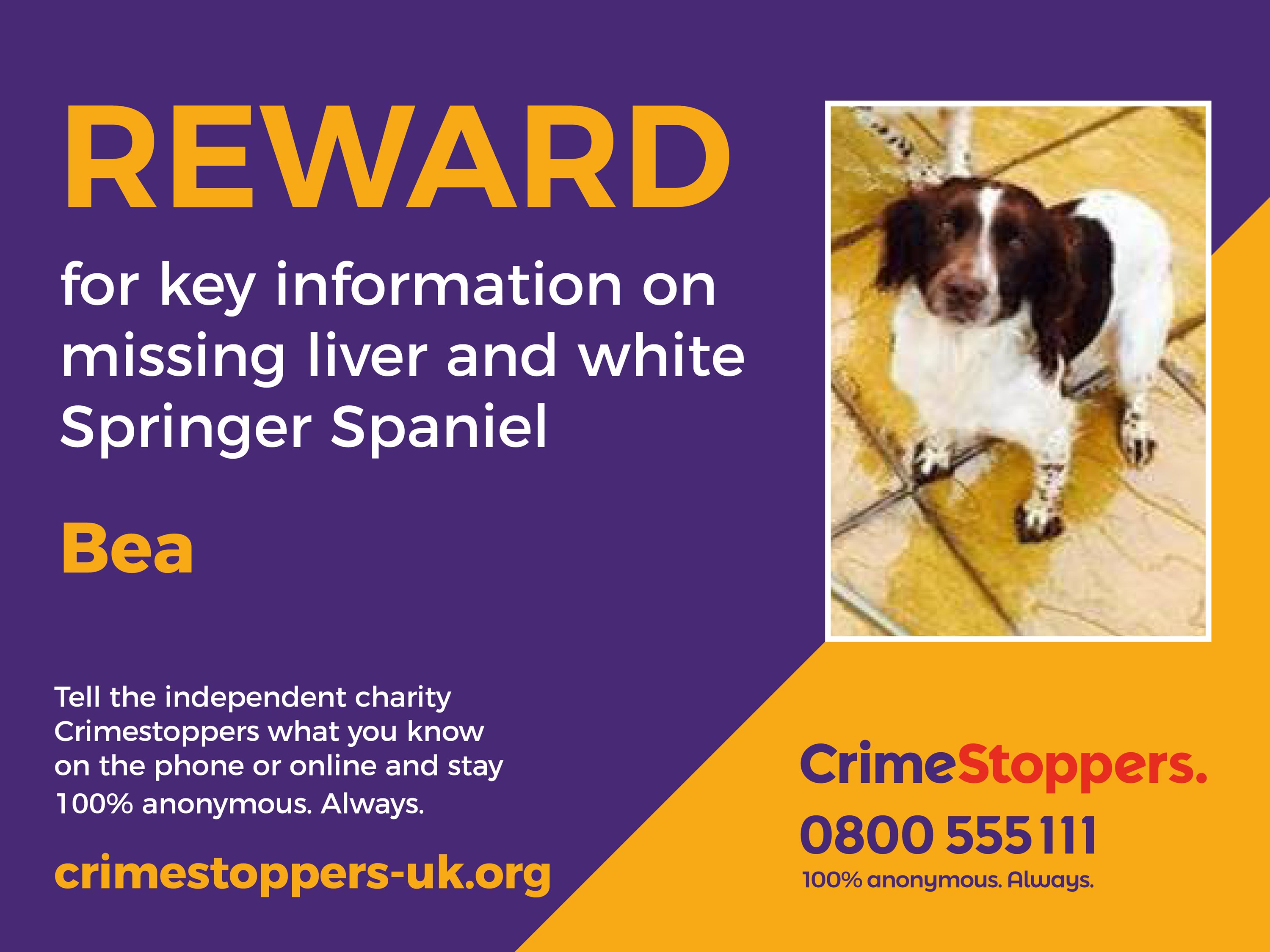 missing-dog-4.jpg